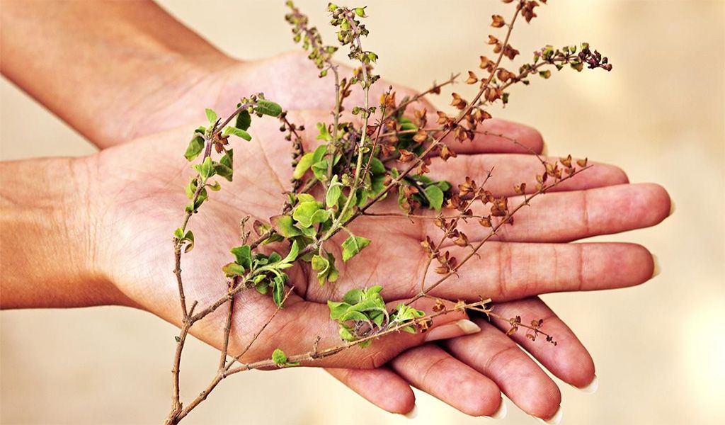 chay-tulsi-1.jpg